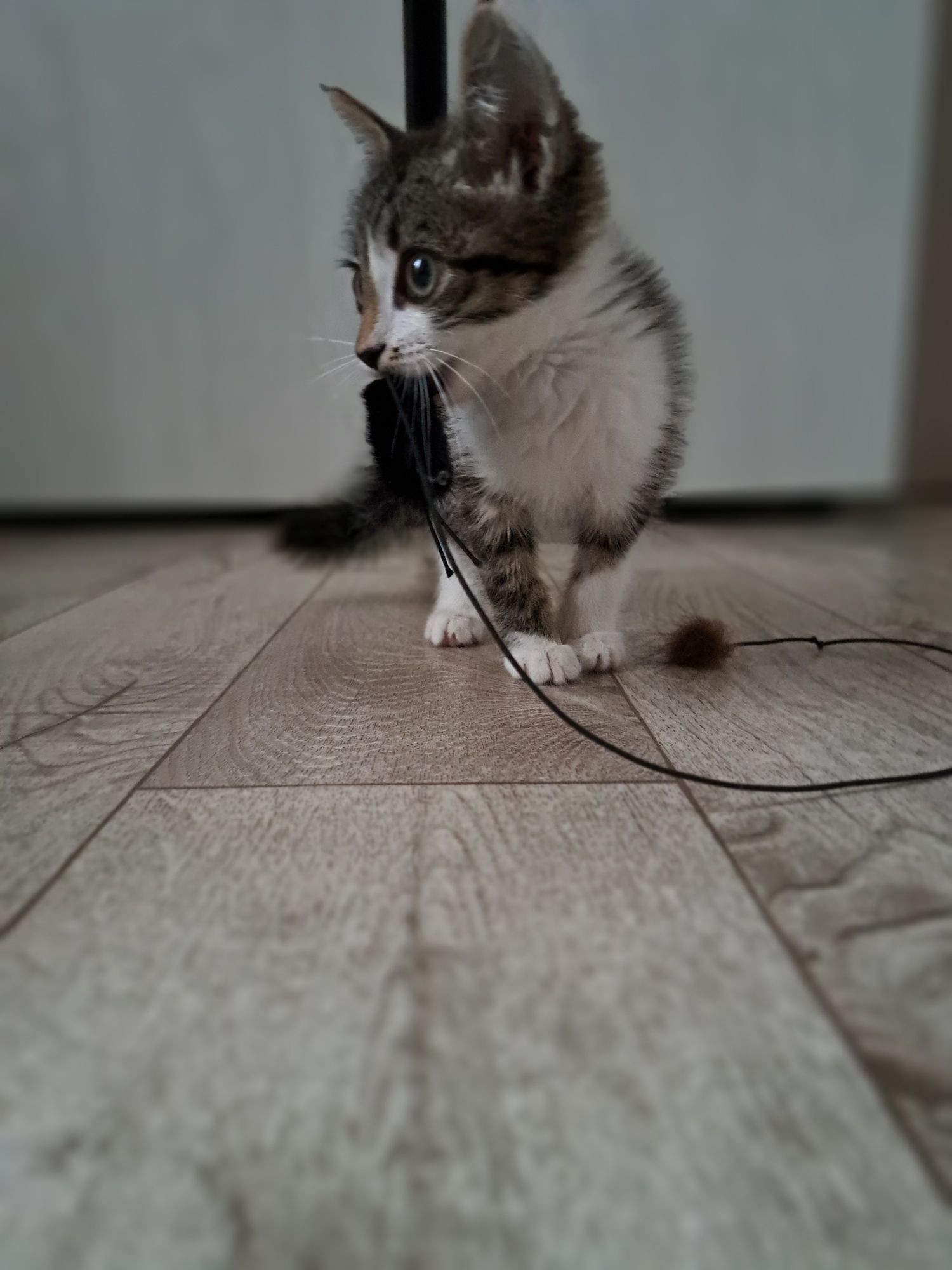 Отдам котёнка мальчика