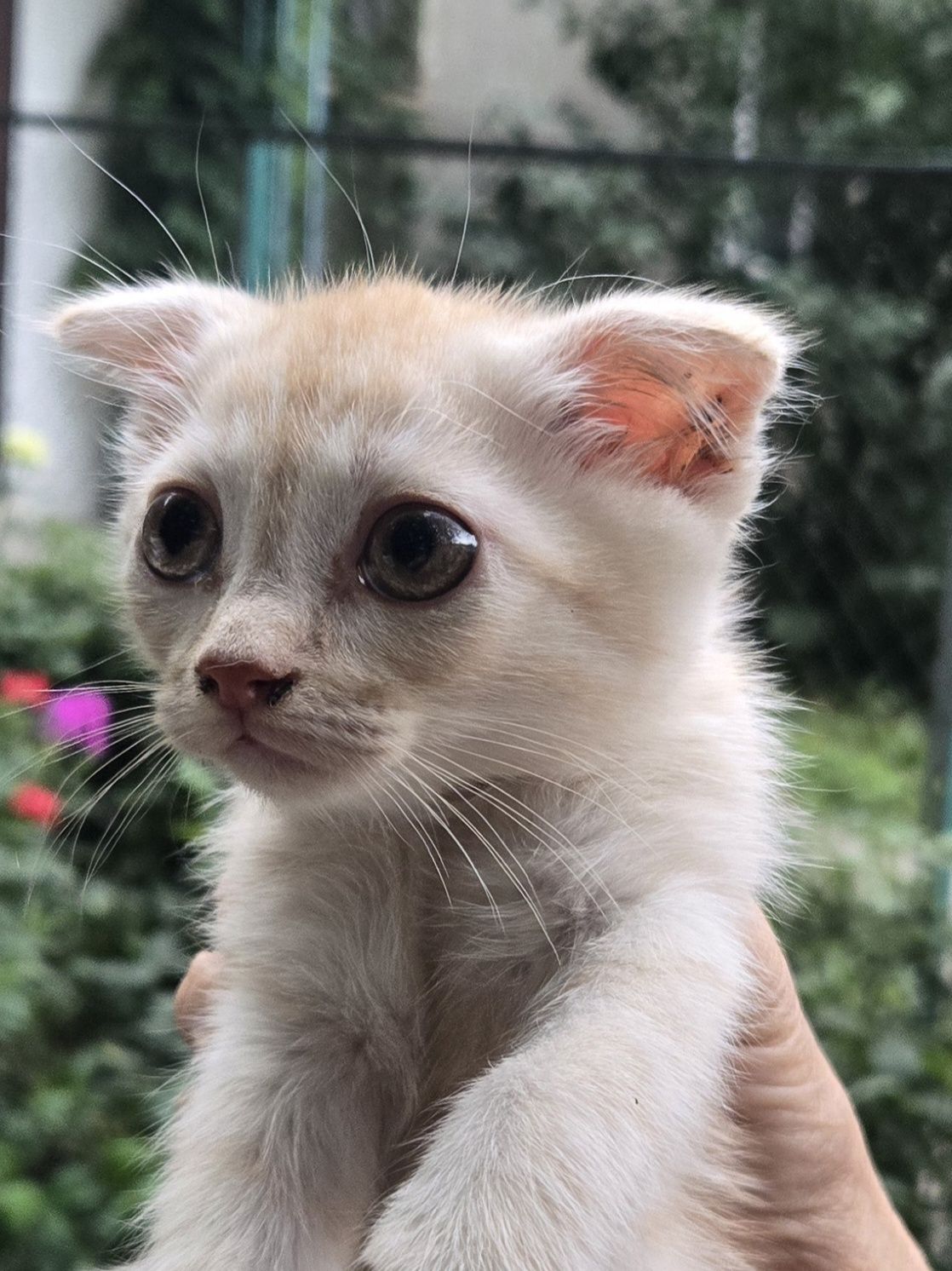 Принимаю котят щенят