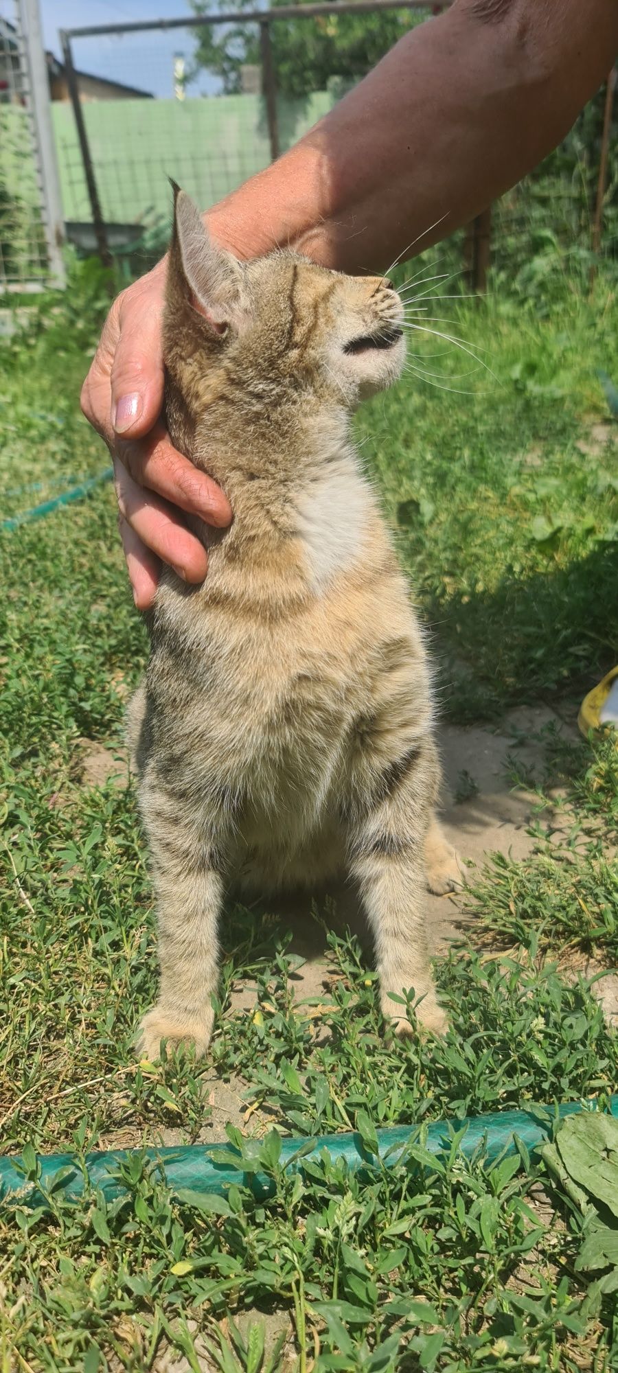 Кот в хорошие руки