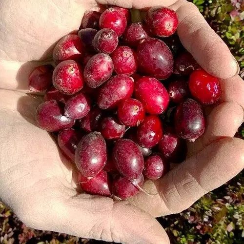 Саженцы голубики, клюквы ,айва , и тд