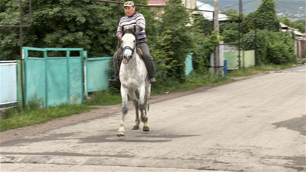 Айғыр сатылады. 6 жасар. Жеребец лошадь айгыр конь