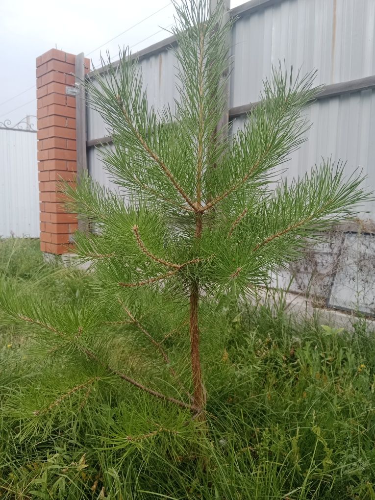 Продам сосну, сорт быстрорастущий