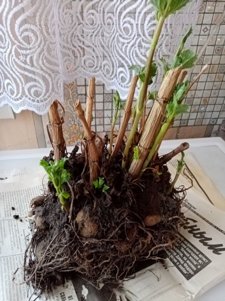 Продам каланхоэ, клубни георгин