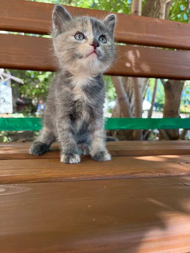Котики изут дом и тепло
