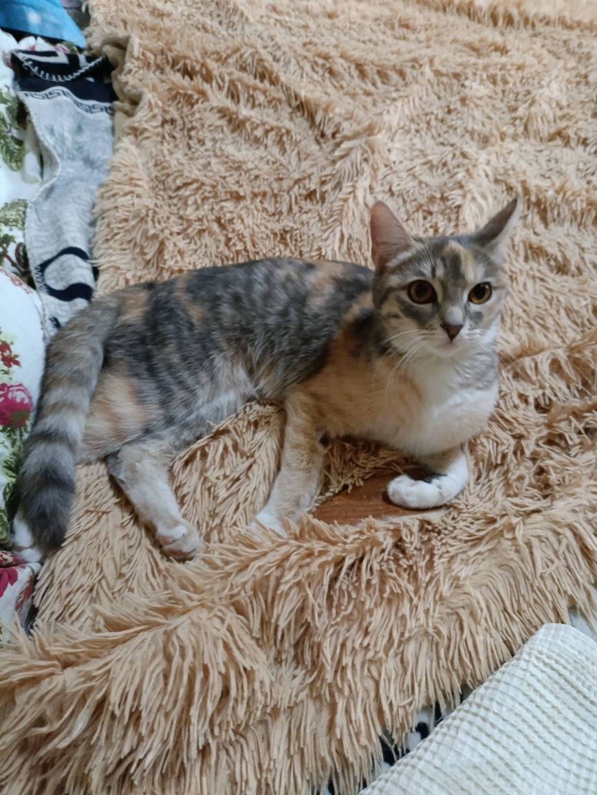Кошечка для любящего человека