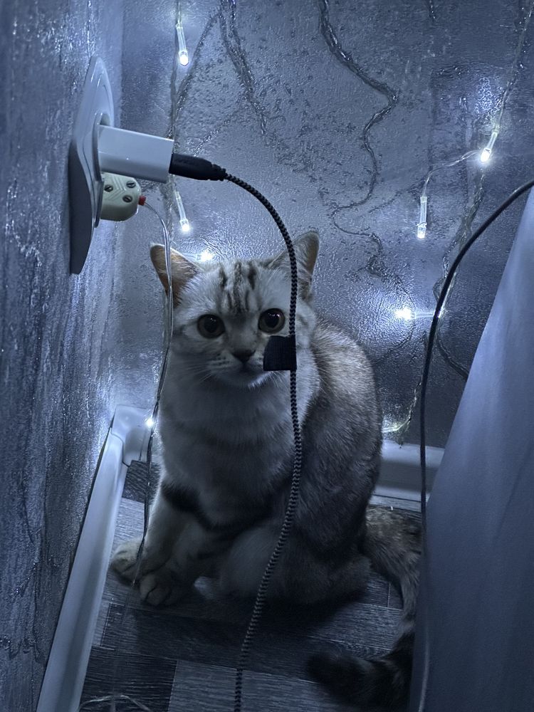 Отдам кошку в добрые руки