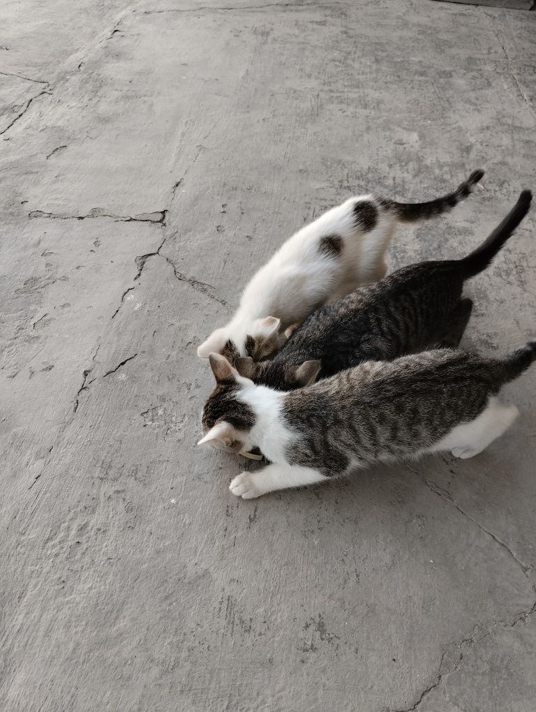 Котята 4 с половиной месяцев от роду