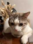Добрый нежный котик ищет дом