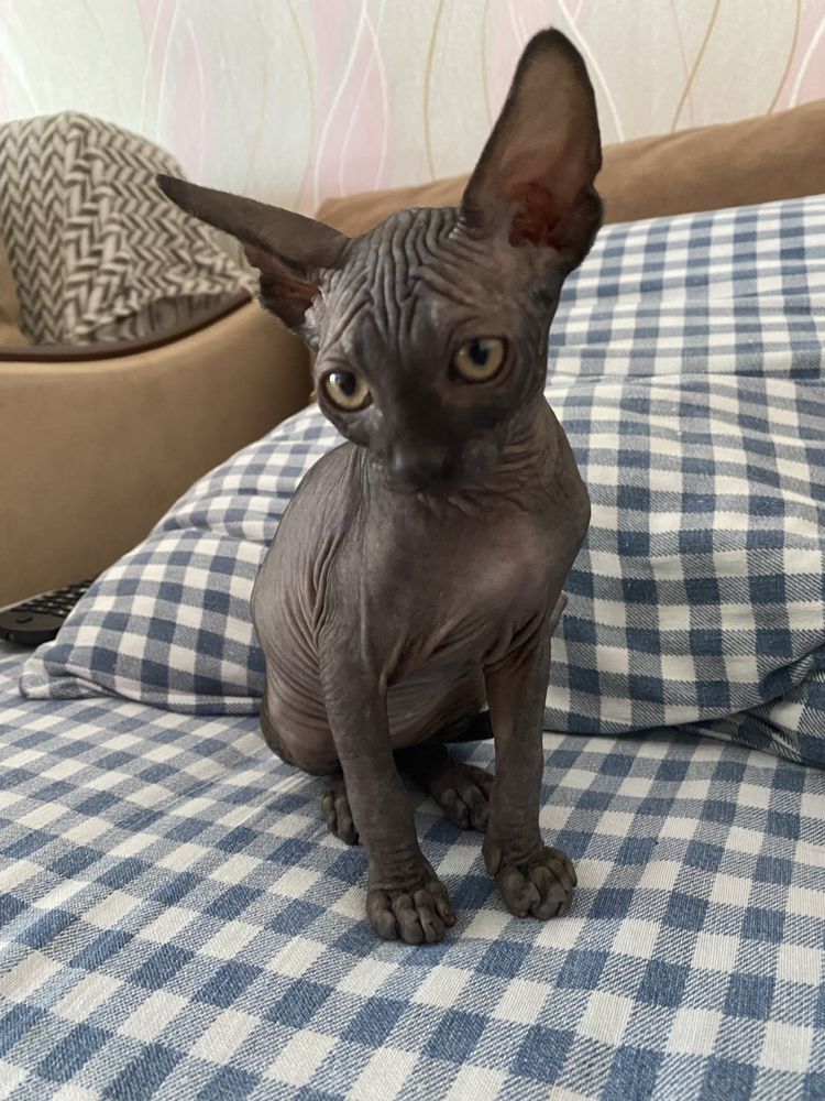 Продам канадского котенка сфинкса