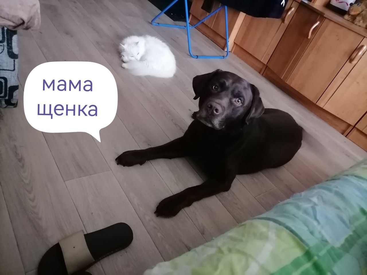 Щенок метис лабрадора