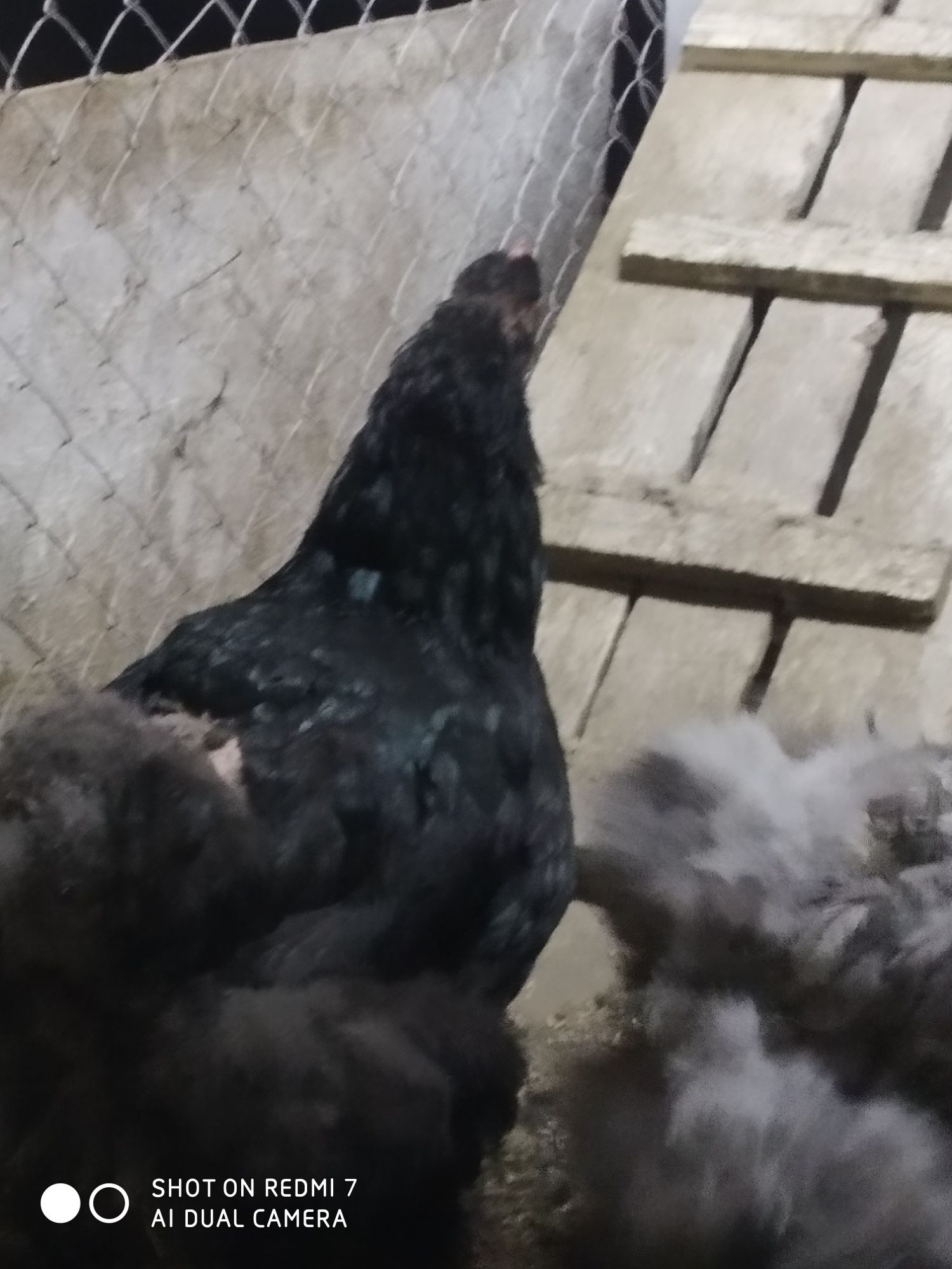 Продам цыплят черного кохинхина