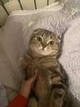 чудесная шотландская вислоуха кошка!