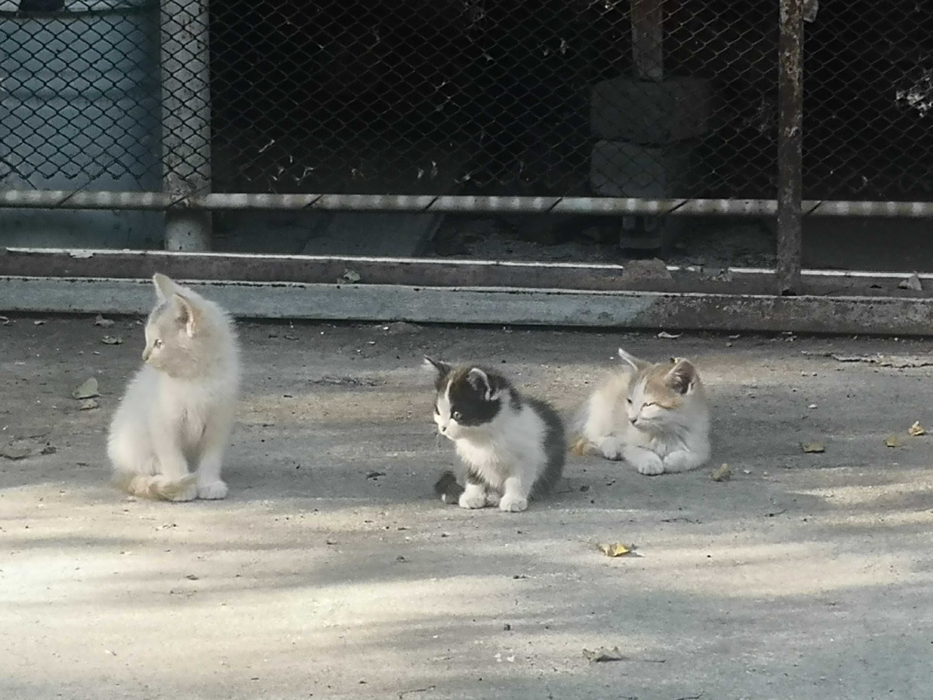 Отдам в  котят в добрые руки
