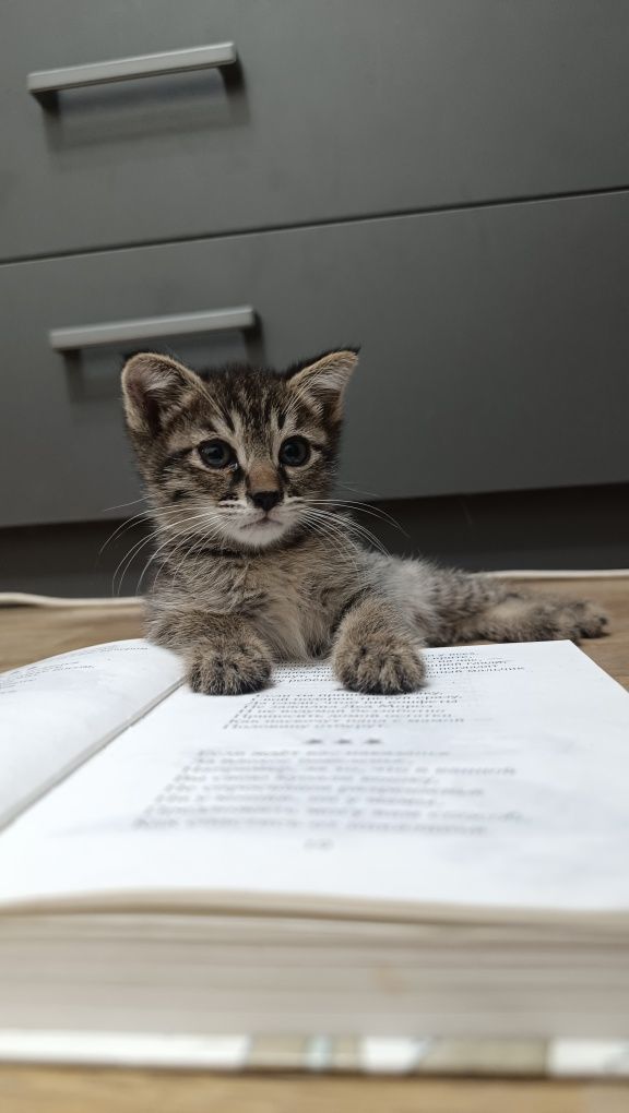 Котята ищут семью