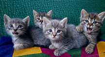 Красивые котята в хорошие руки