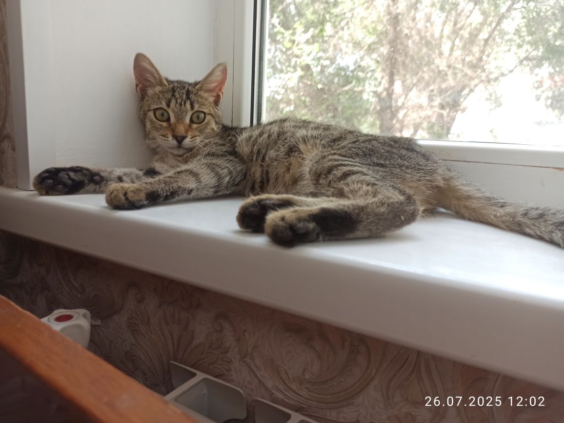 Котёночек в добрые руки