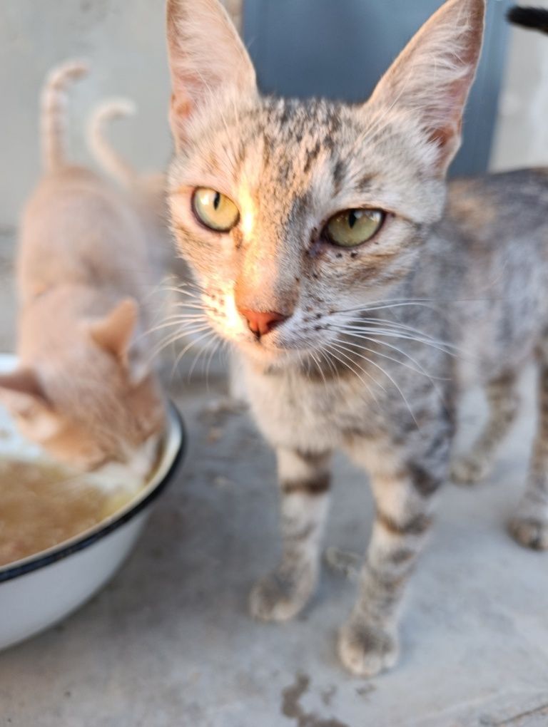 Кошка в добрые руки
