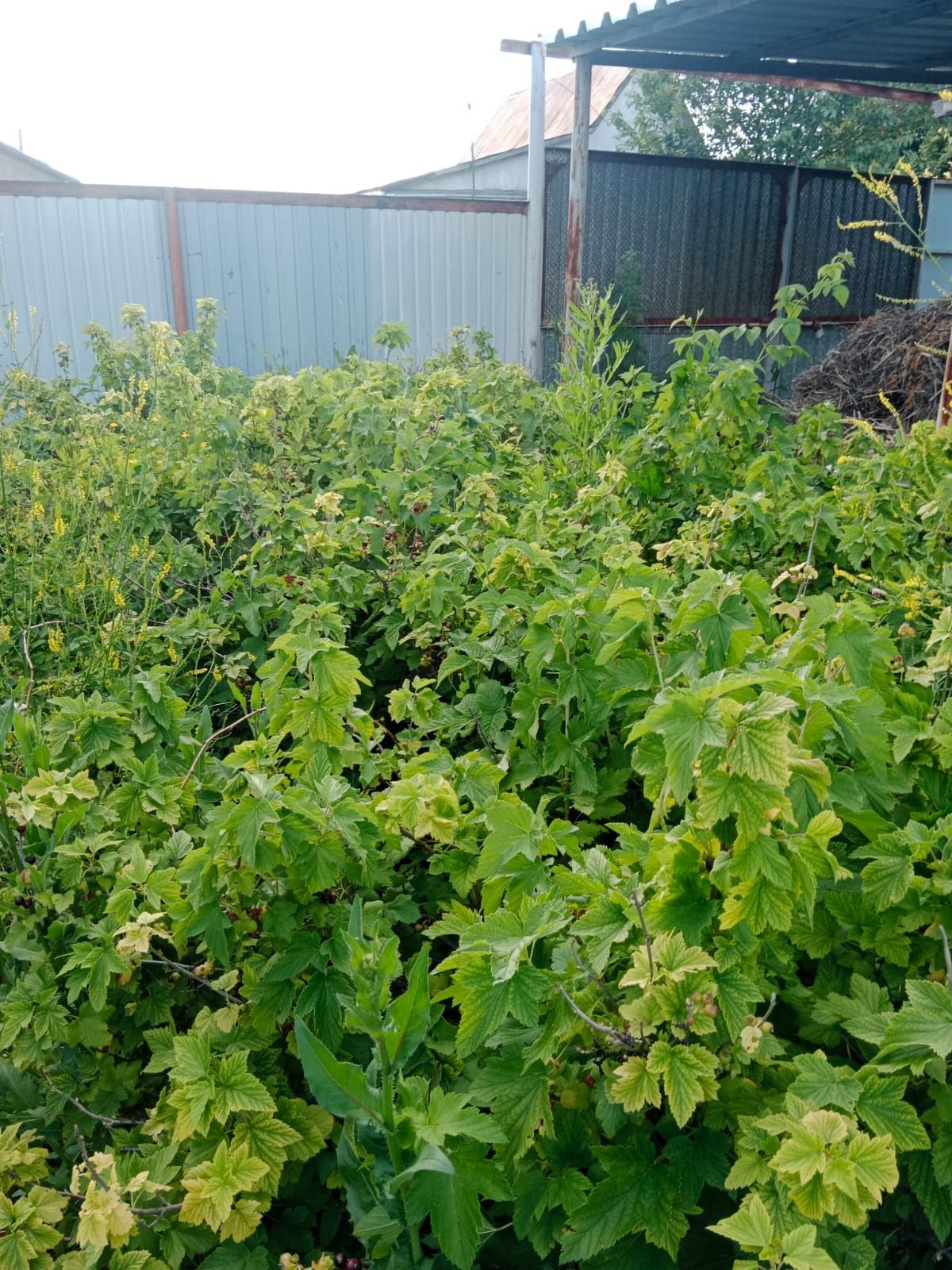 Продам дачу Черёмушки .