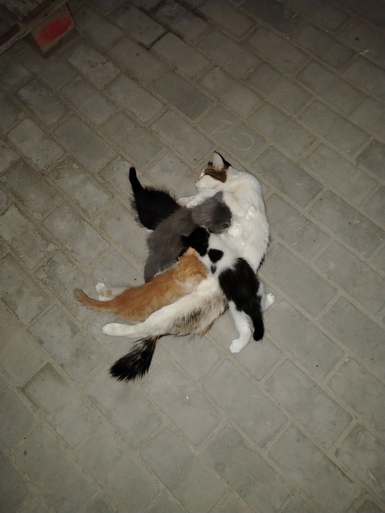 Отдам котят в добрые руки
