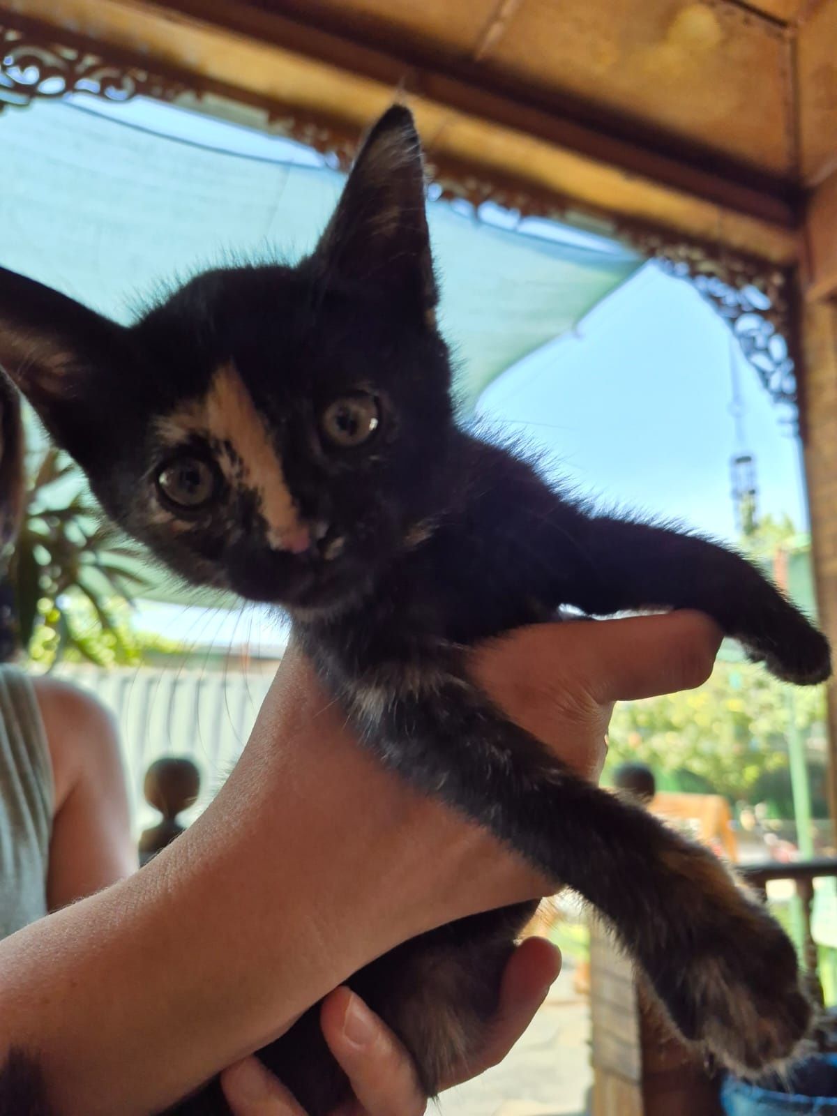 Котенок в добрые руки