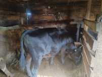 Продам 2 быка  1.3месяса