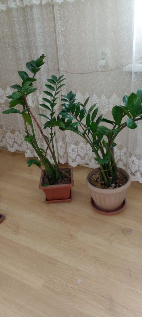 Комнатные цветы фикус пальмы