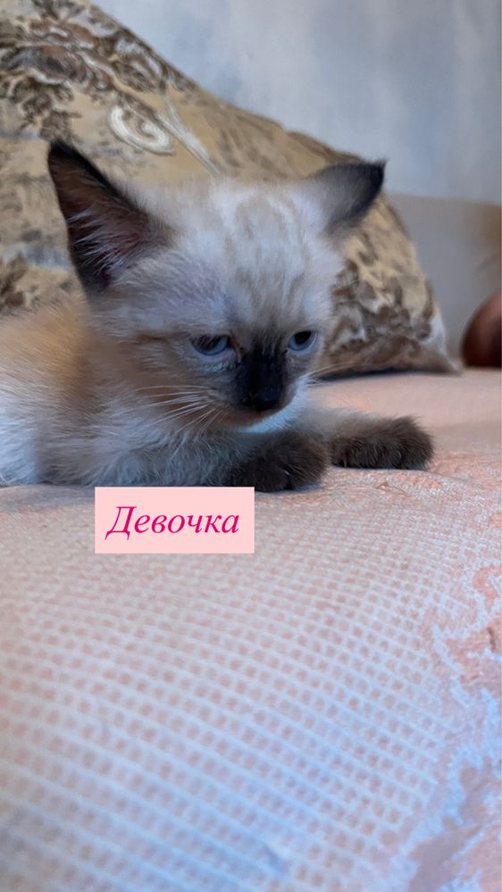 В хорошие и ответственные руки!