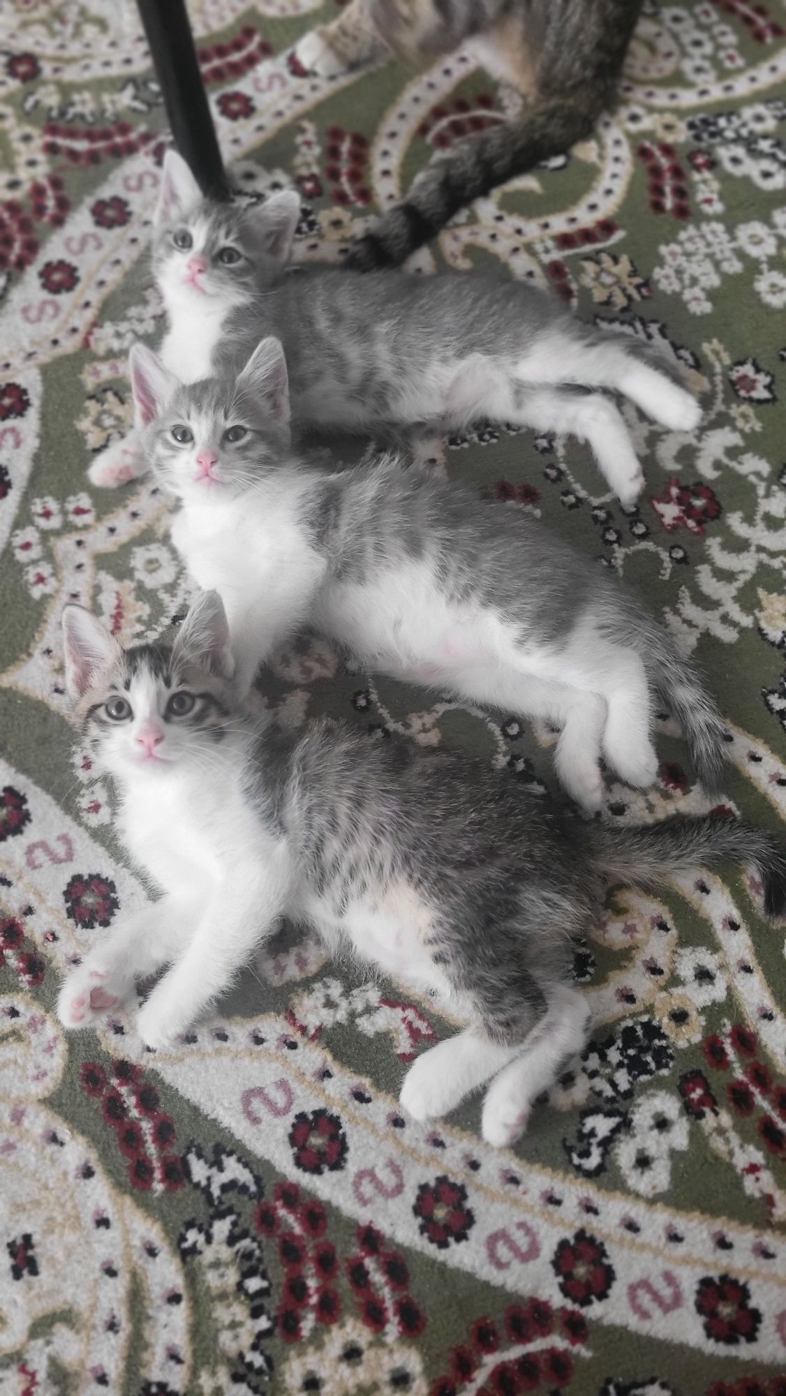 Котята ласковые и игривые в поиске дома