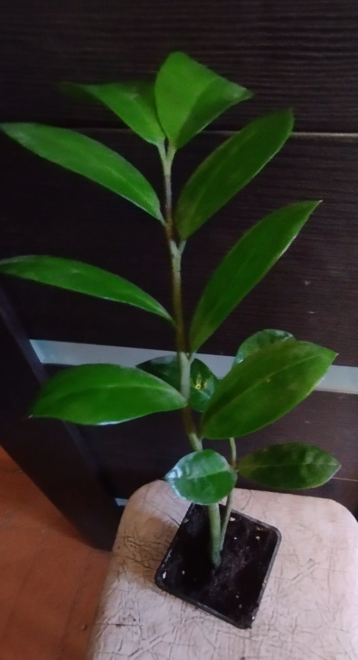 Продам замиакулькас