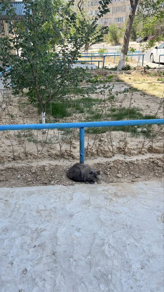 Кошка потерялась, возьмите пожалуйста к себе