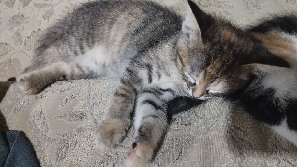 Отдам котят в добрые руки