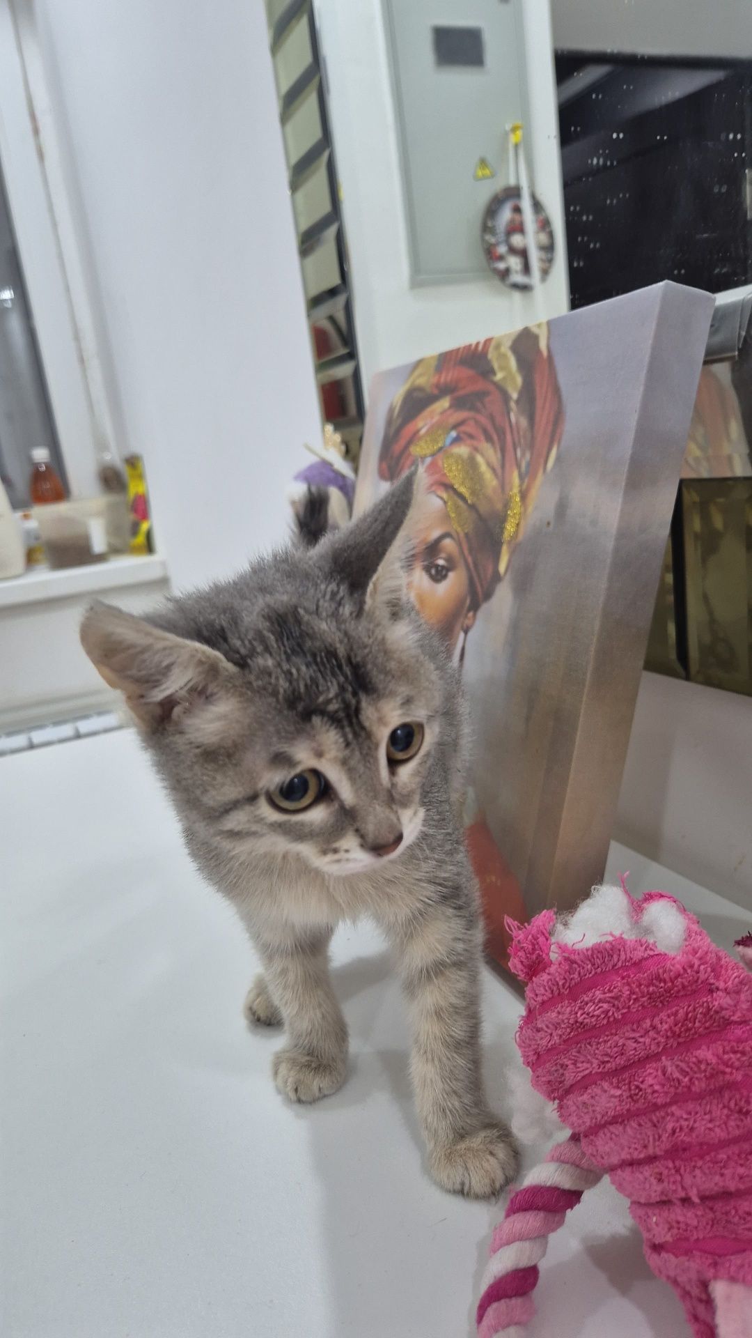 Котята девочки в добрые руки