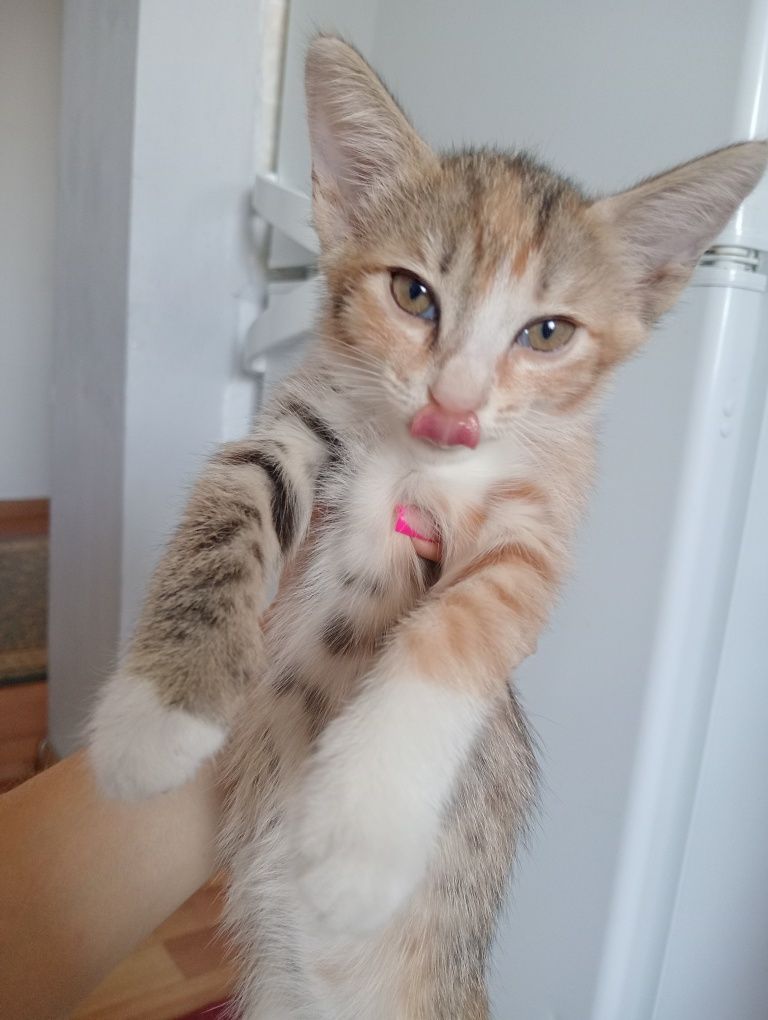 Отдам котят  в хорошие руки, могу привезти.