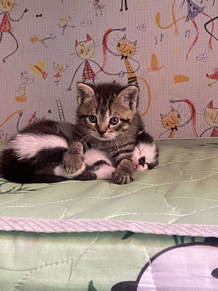 Котята породистые