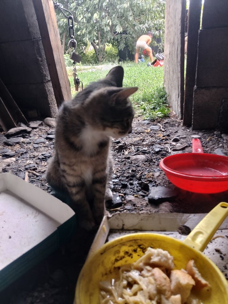 Кошки и кот 2 кота и кошки