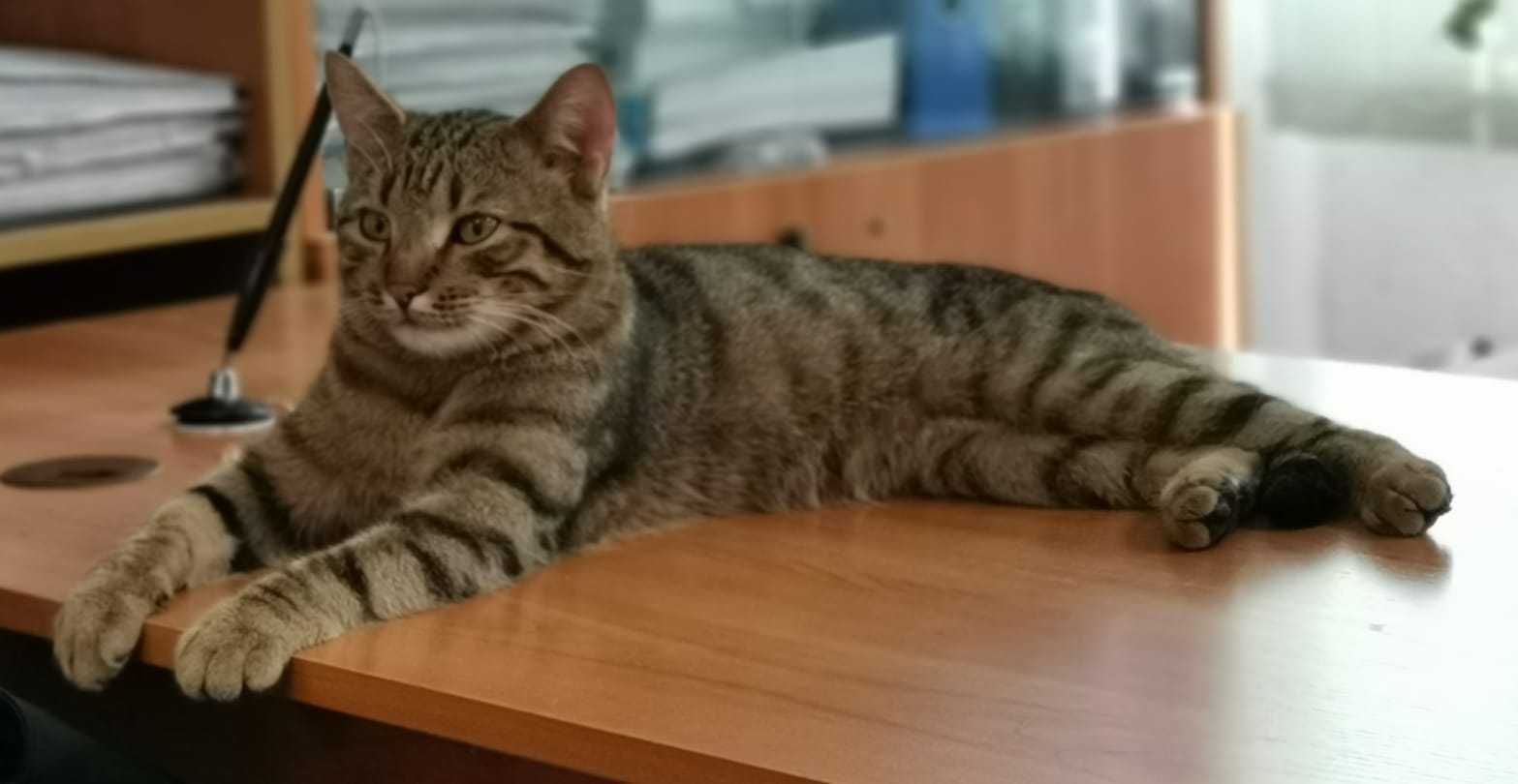 Котик в добрые руки