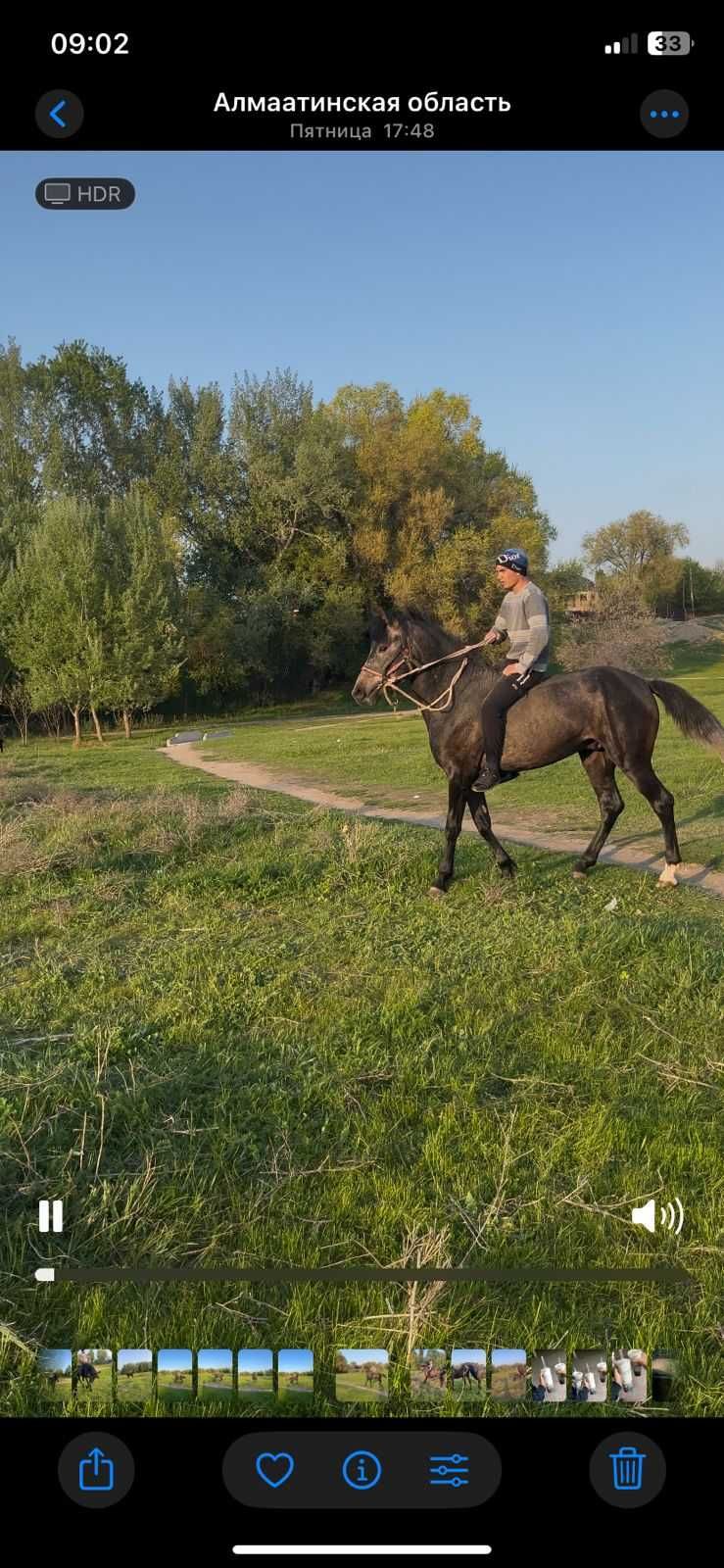 Продам хорошего коня