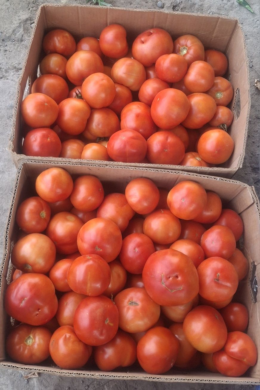 Продам помидоры, домашние ,крупные для еды,заготовок томата и др.