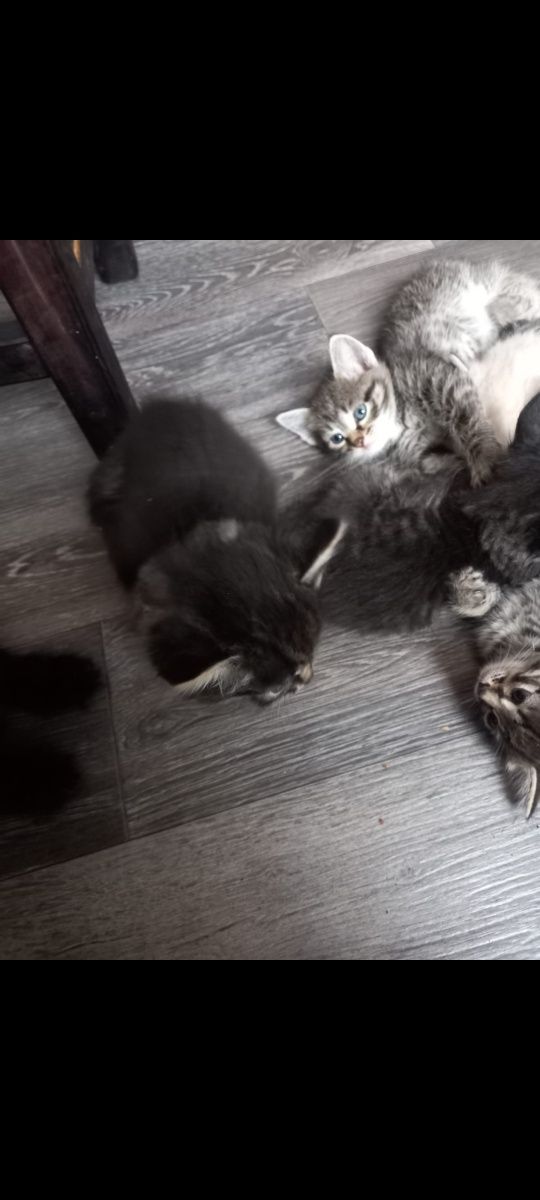 Отдам котят в хорошие руки