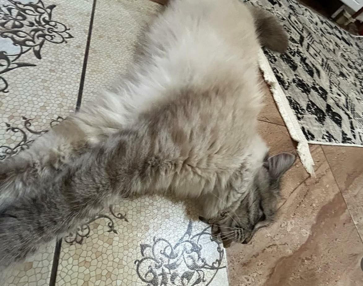 Отдам в хорошие добрые руки