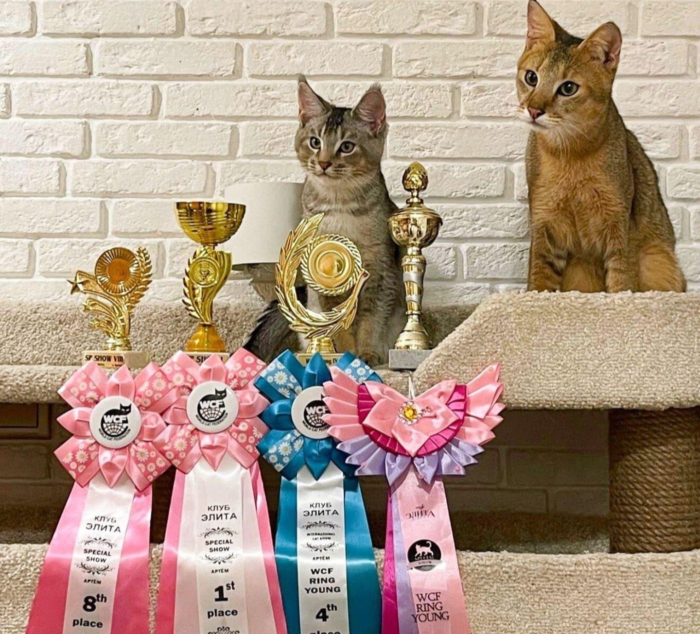 Абиссинские и чаузи малыши от еврочемпионов!