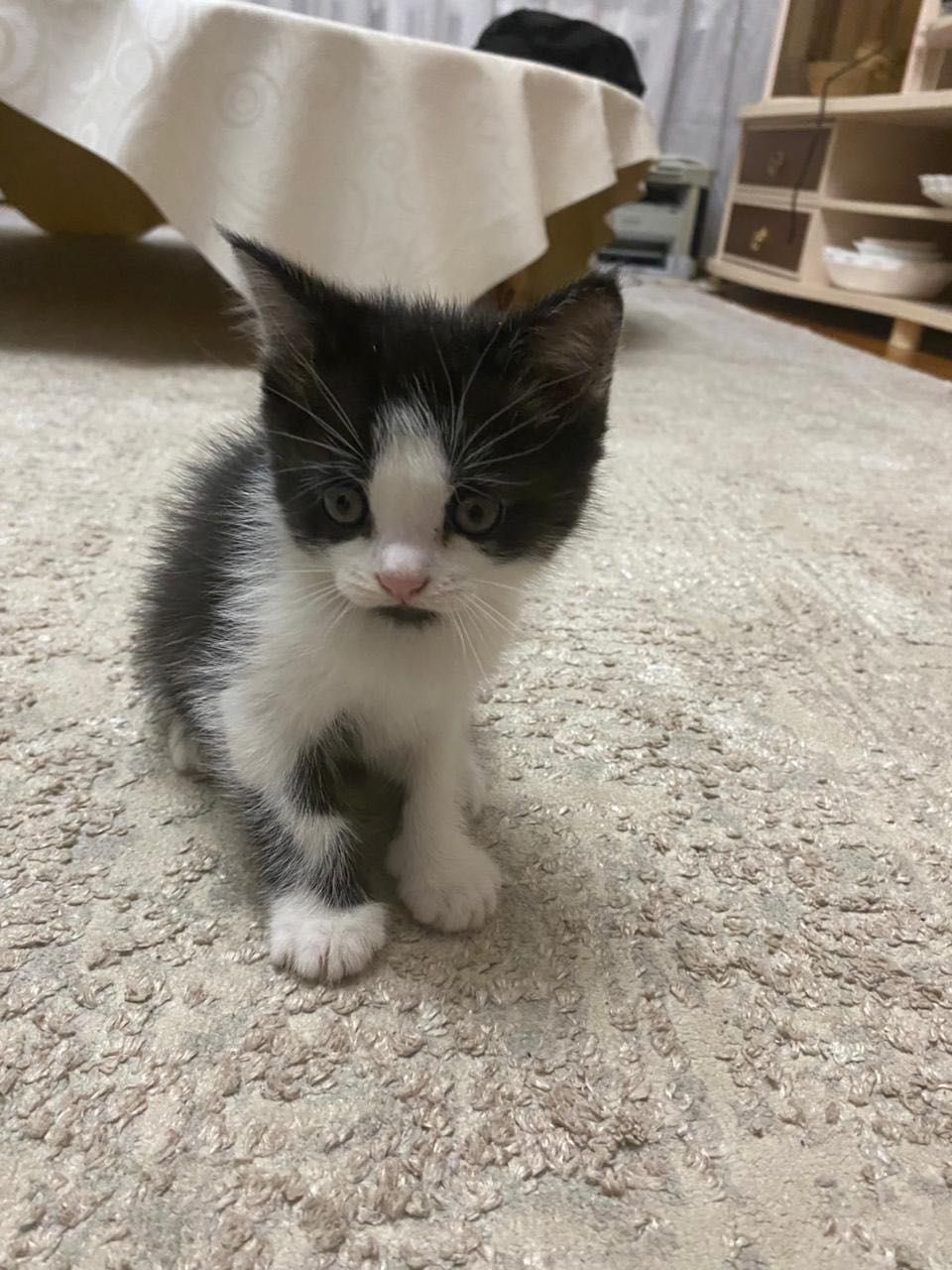 Котята, домашние