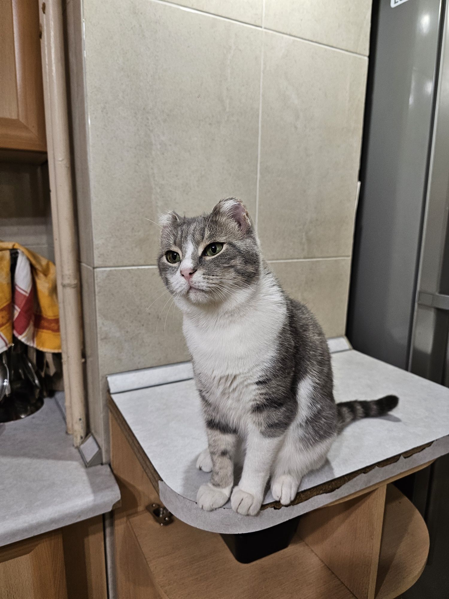 Отдам кота в добрые руки, кот ищет дом