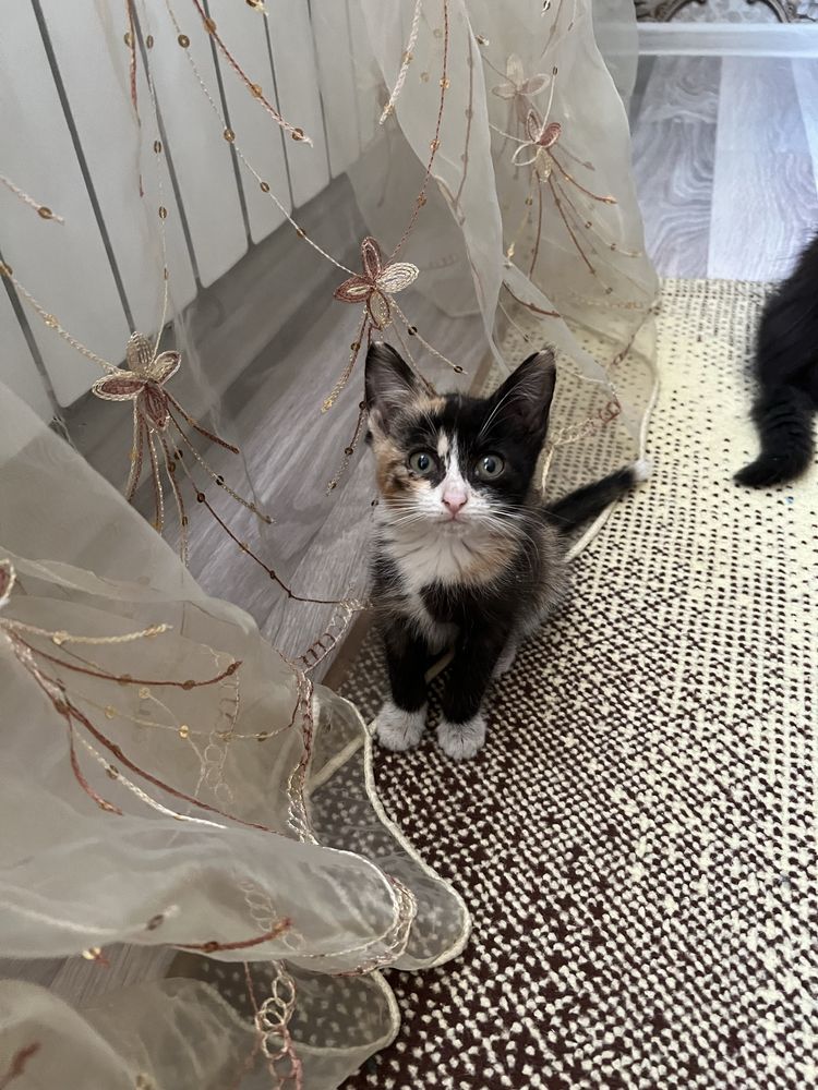 Отдам котят в добрые руки