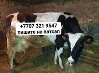 корова продам коровы  находимся район буденовский р