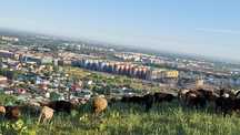 Кой  токты сатылады Г.АЛМАТЫ МКР ДУМАН Улц Бурабай 54/10