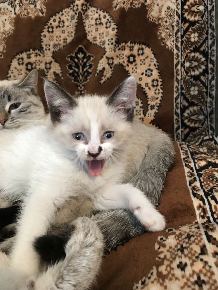 Сиамские котята красавицы