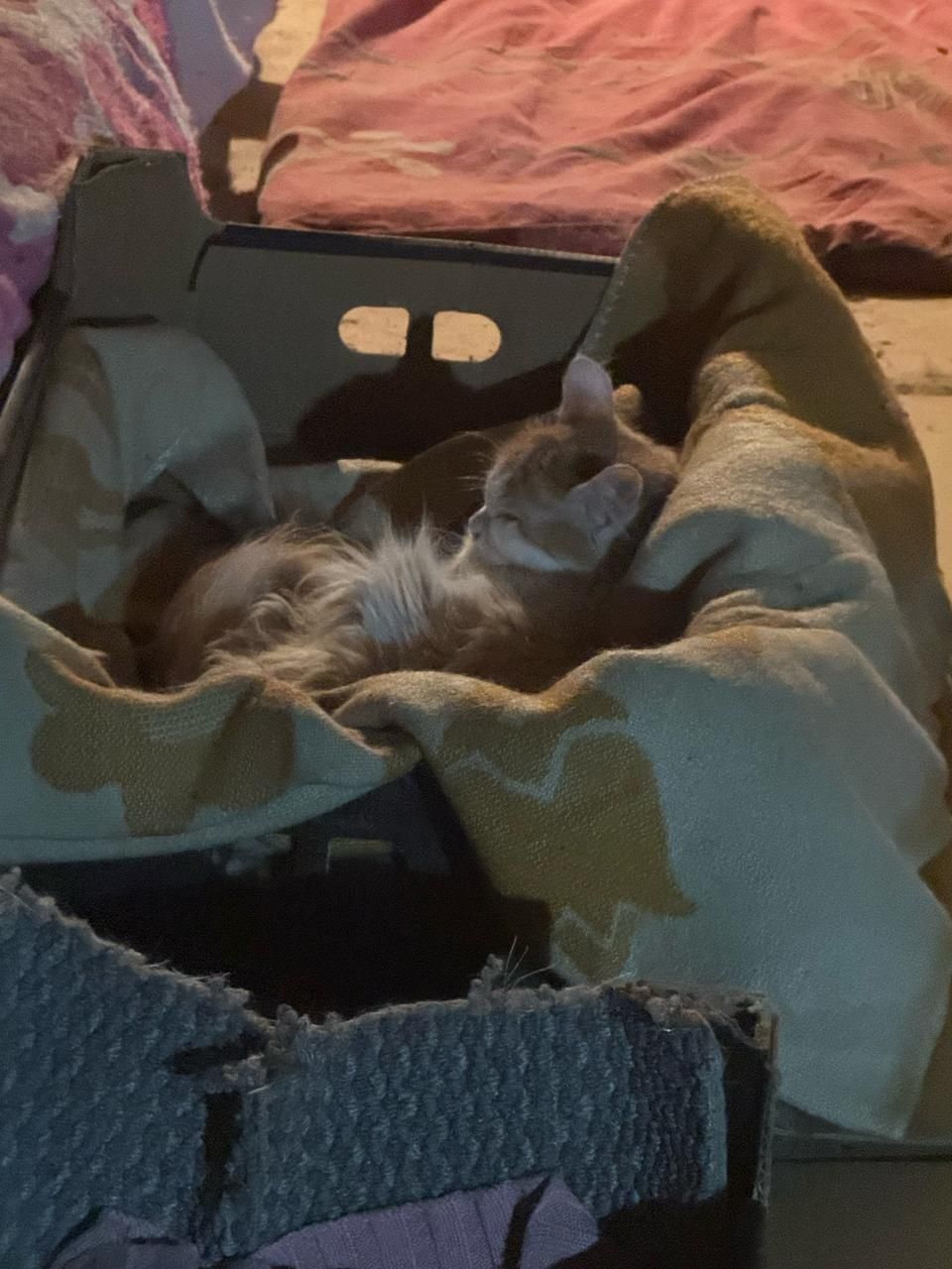 Кошка  в добрые руки