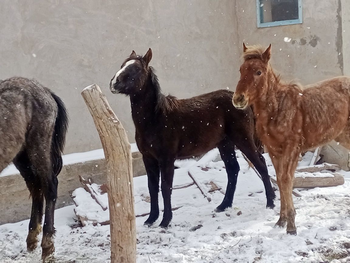 Тайлар сатылады еркек