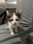 Котенок срочно ищет новый дом и заботливых хозяин!